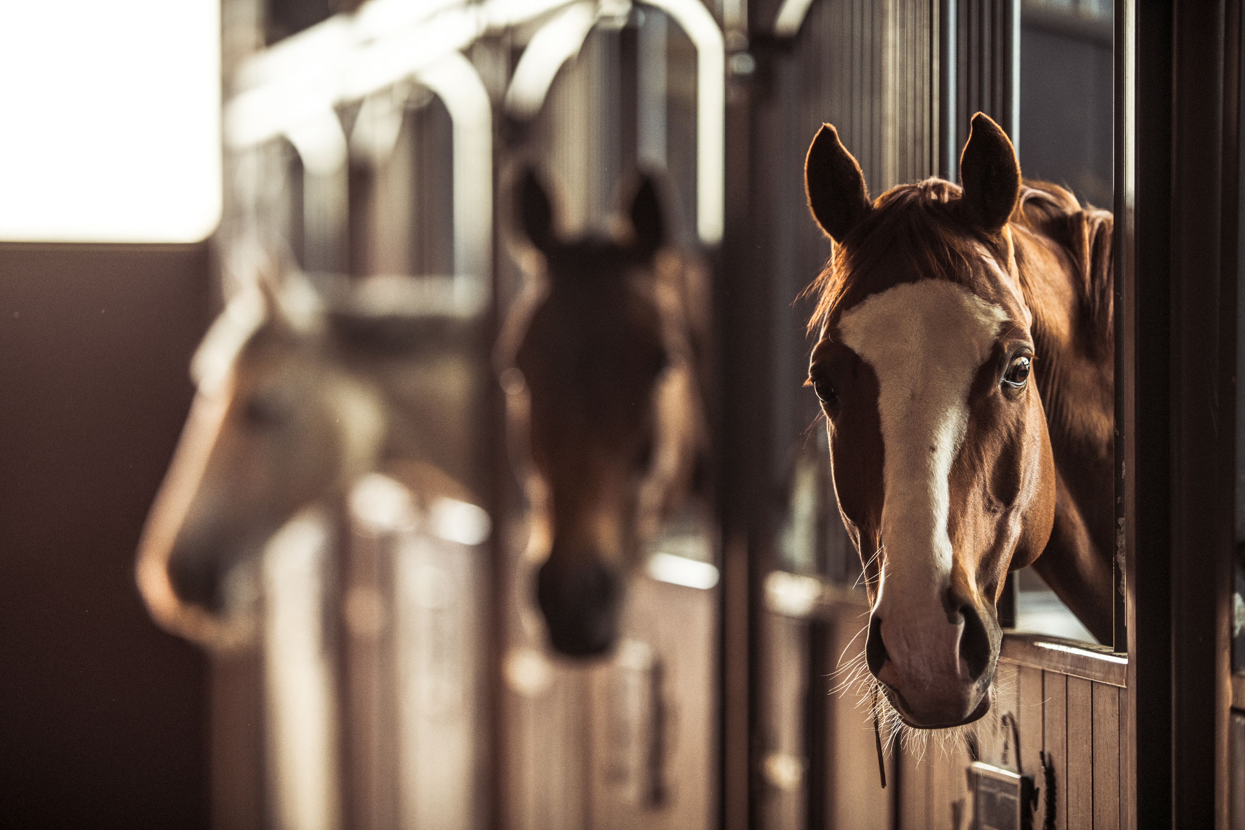 Horse stable scaled